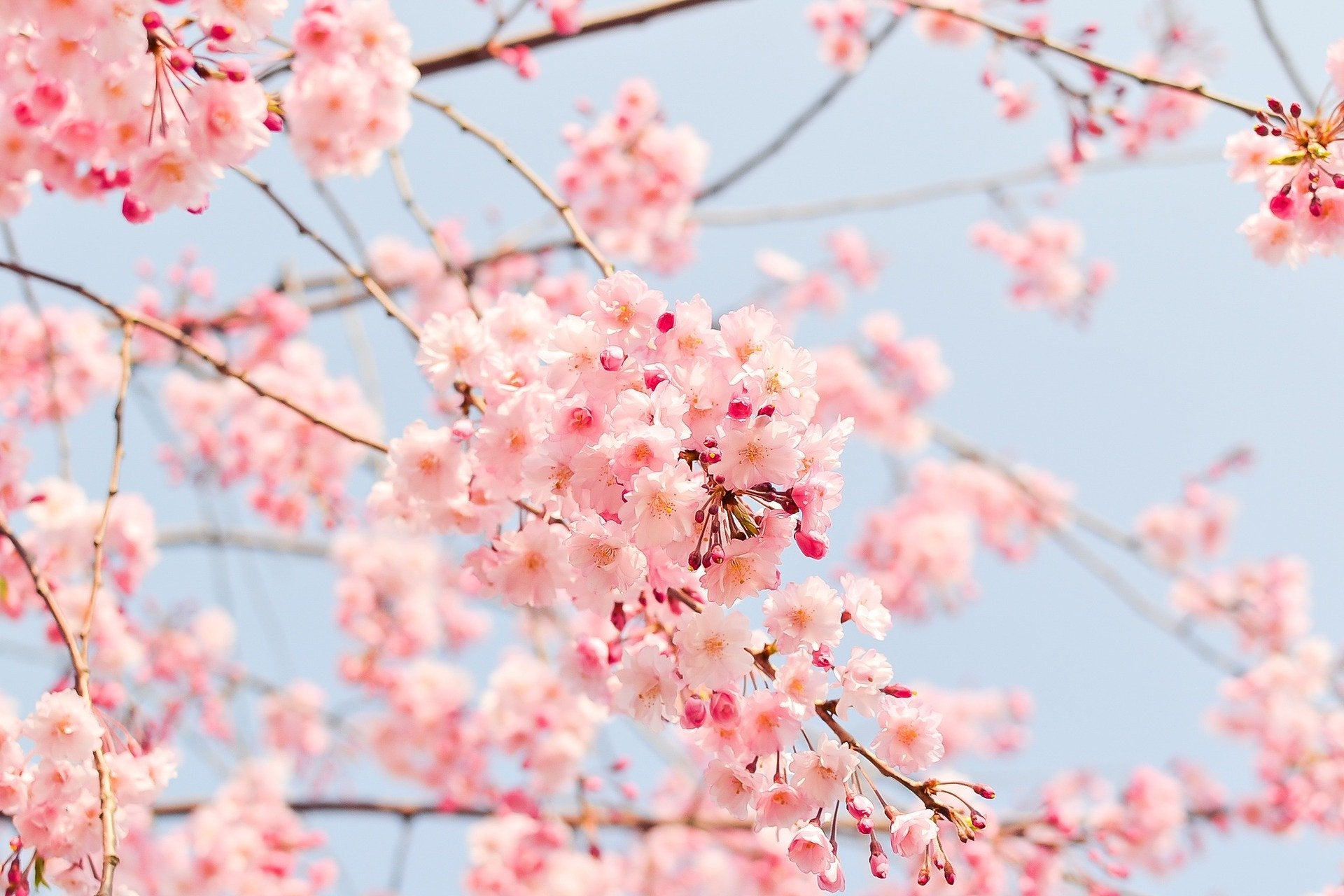 Kirschblüte