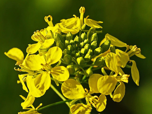 Senfblüte